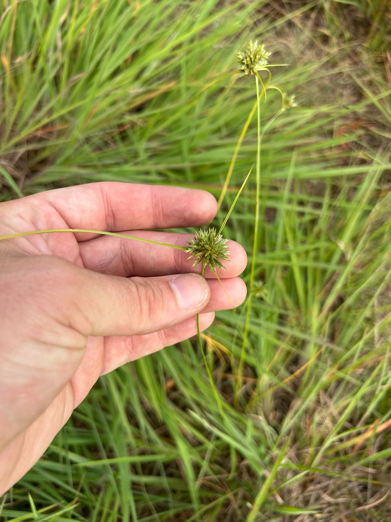 Cyperus lupulinus subsp. lupulinus photo 2