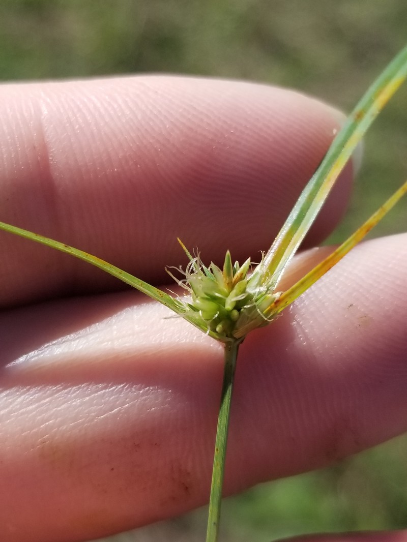 Cyperus lupulinus subsp. lupulinus photo 3