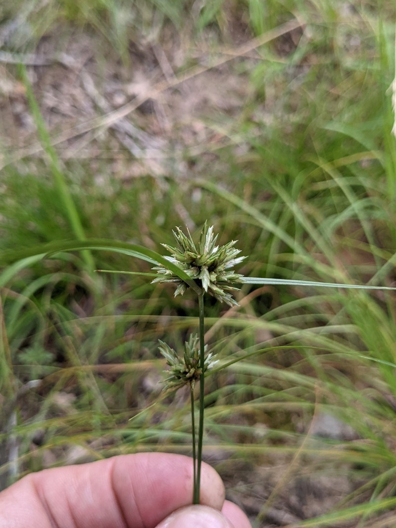 Cyperus lupulinus subsp. lupulinus photo 4
