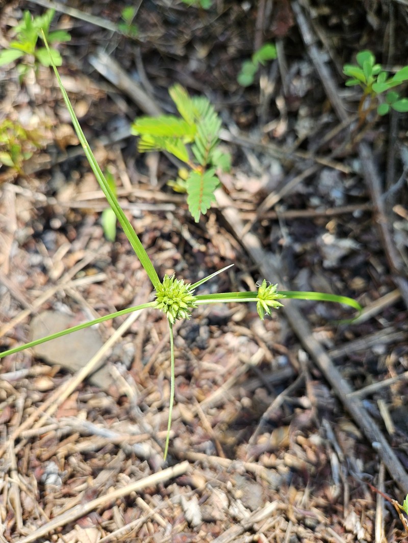 Cyperus lupulinus subsp. macilentus