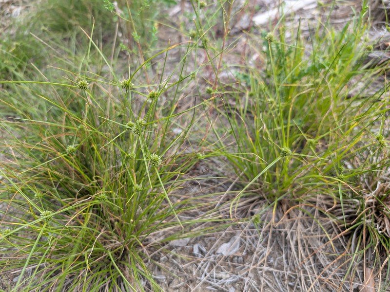 Cyperus lupulinus subsp. macilentus photo 2