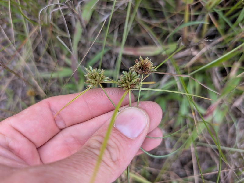 Cyperus lupulinus subsp. macilentus photo 3