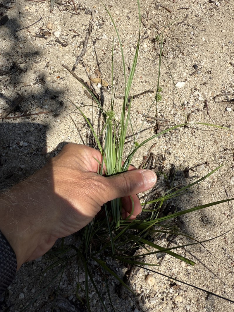 Cyperus lupulinus subsp. macilentus photo 4