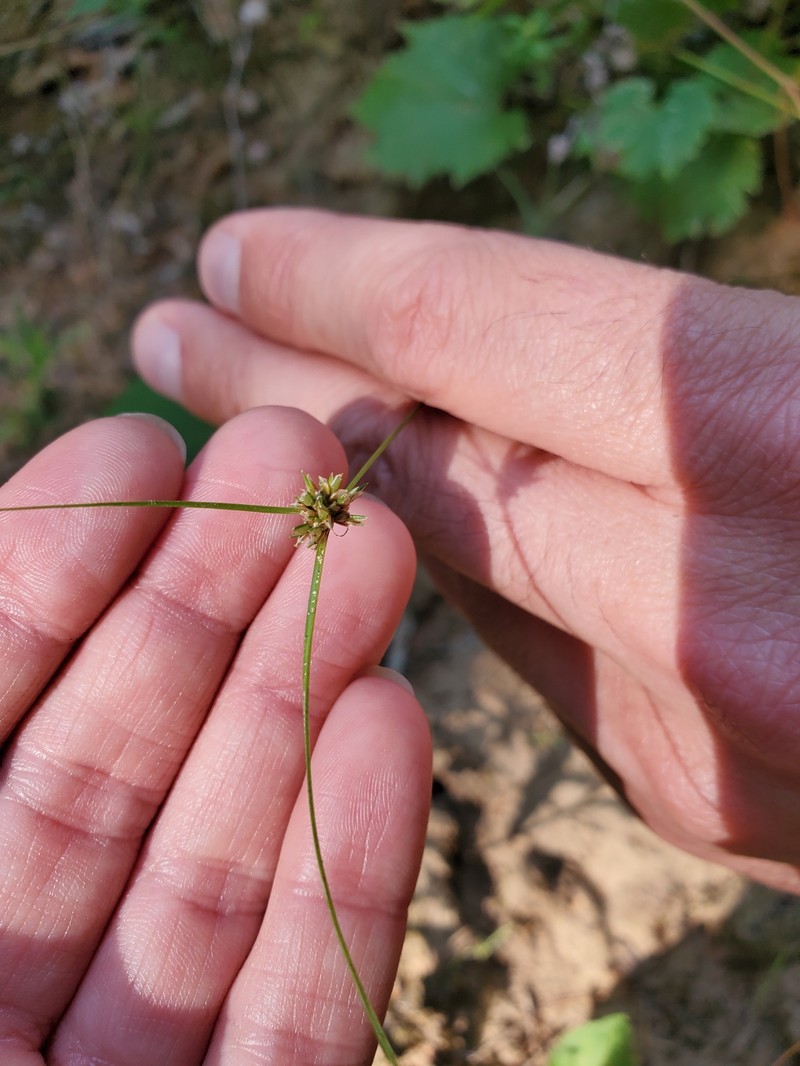 Cyperus lupulinus subsp. macilentus photo 5