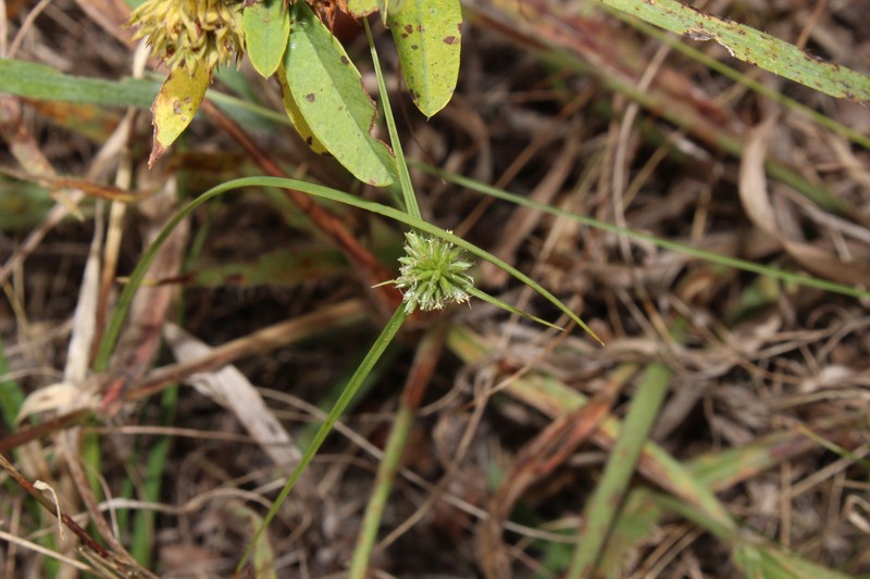 Cyperus lupulinus subsp. macilentus photo 6