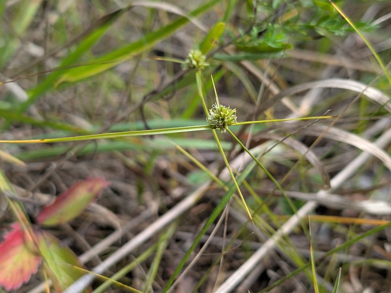Cyperus lupulinus subsp. macilentus photo 7