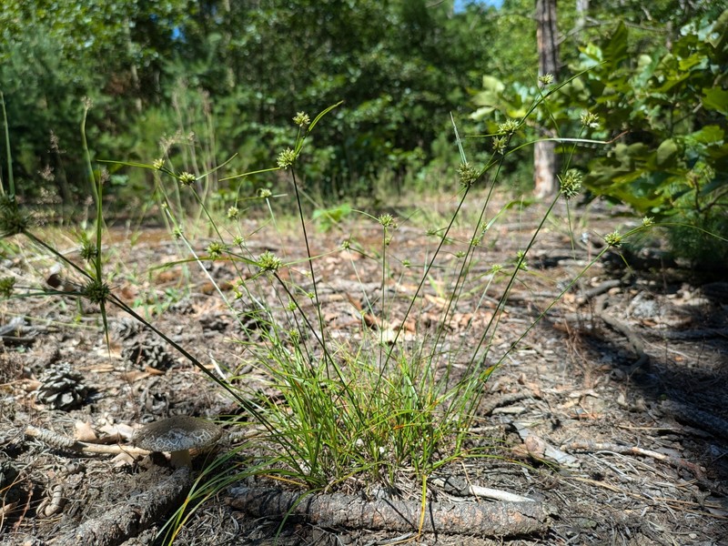 Cyperus lupulinus subsp. macilentus photo 8