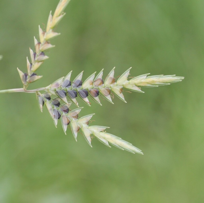 Whiteedge Flatsedge