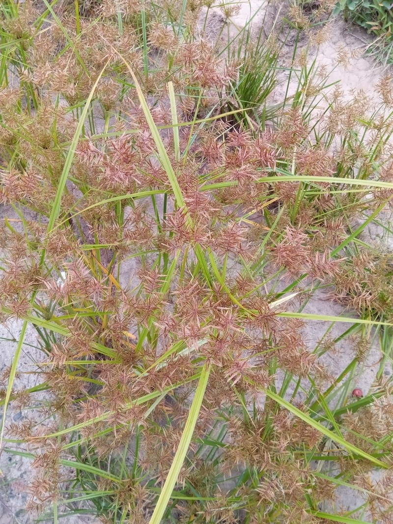 Whiteedge Flatsedge photo 2