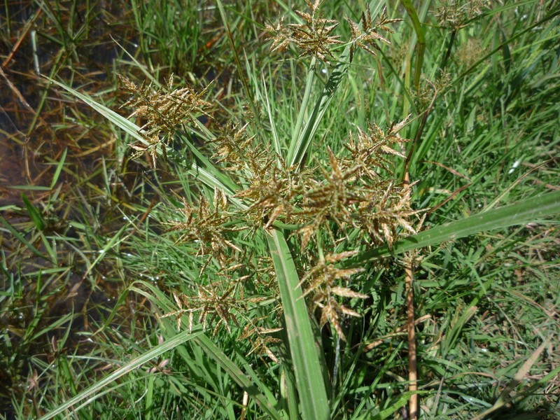 Whiteedge Flatsedge photo 3
