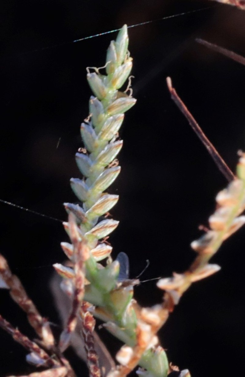 Whiteedge Flatsedge photo 4