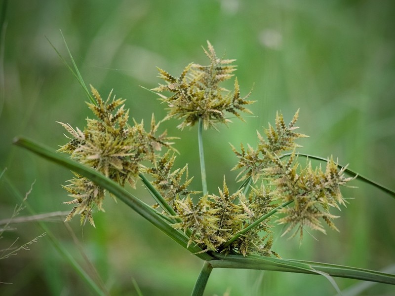 Whiteedge Flatsedge photo 5