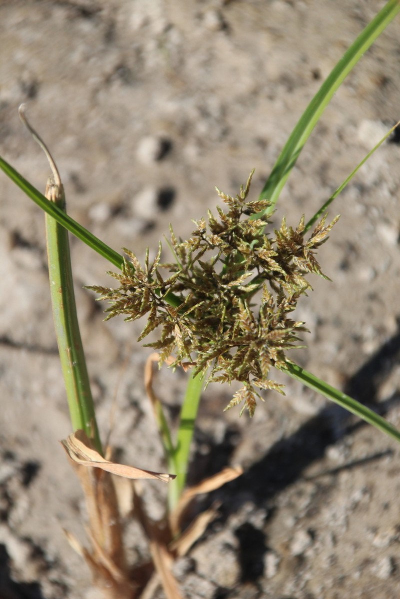 Whiteedge Flatsedge photo 6