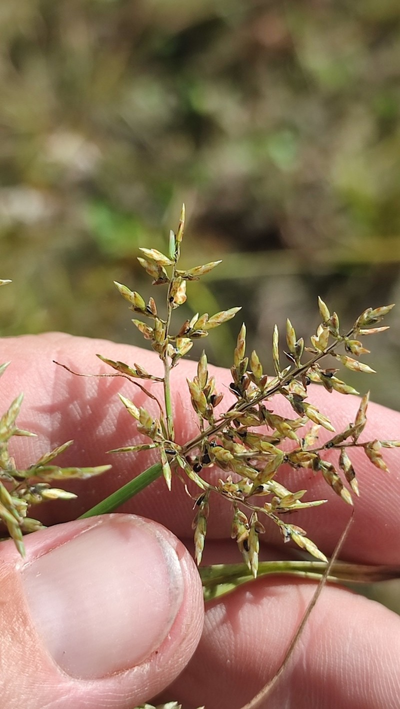 Whiteedge Flatsedge photo 7