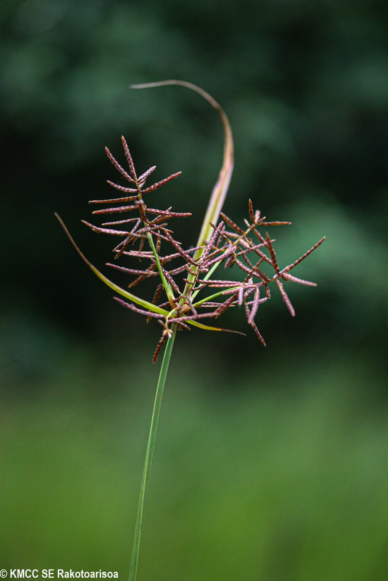 Whiteedge Flatsedge photo 8
