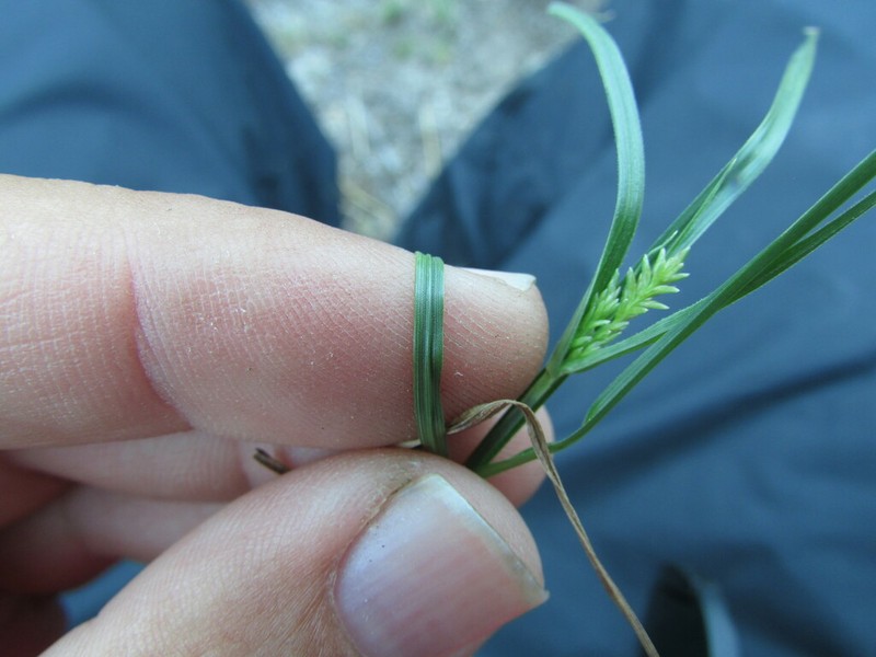 Spectacular Flatsedge