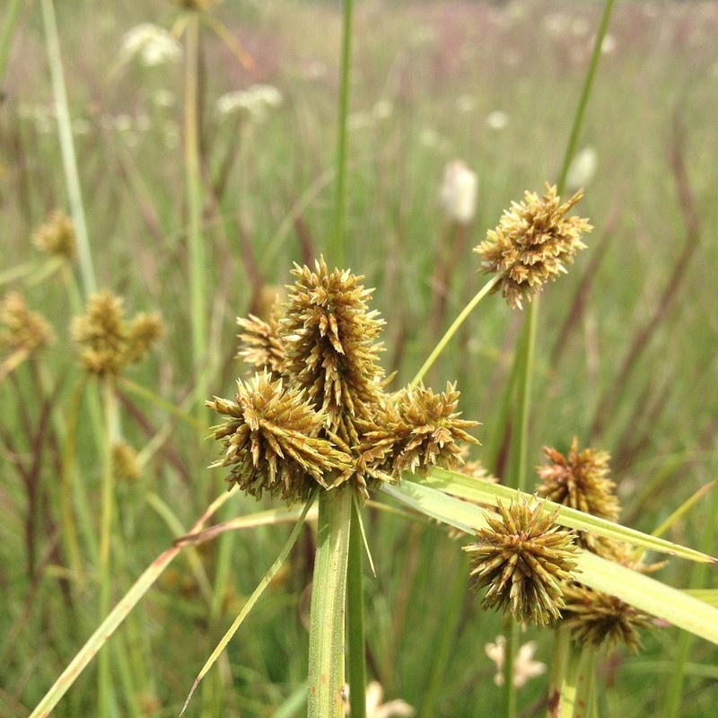 Spectacular Flatsedge photo 2
