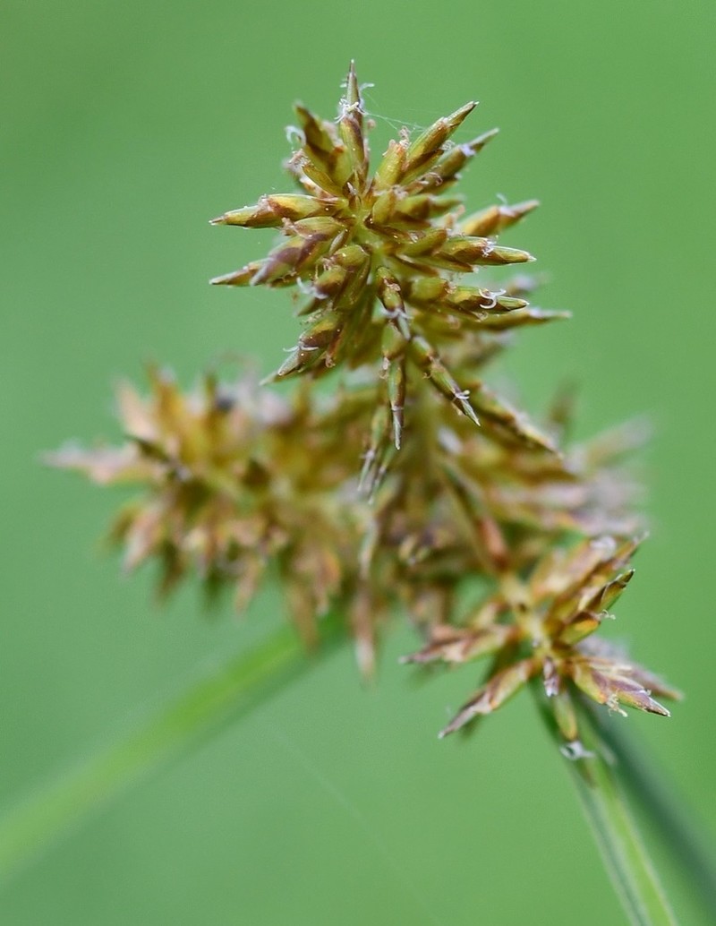 Spectacular Flatsedge photo 3