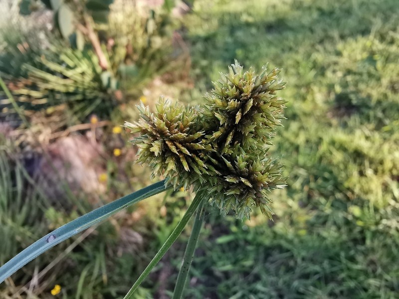 Spectacular Flatsedge photo 4