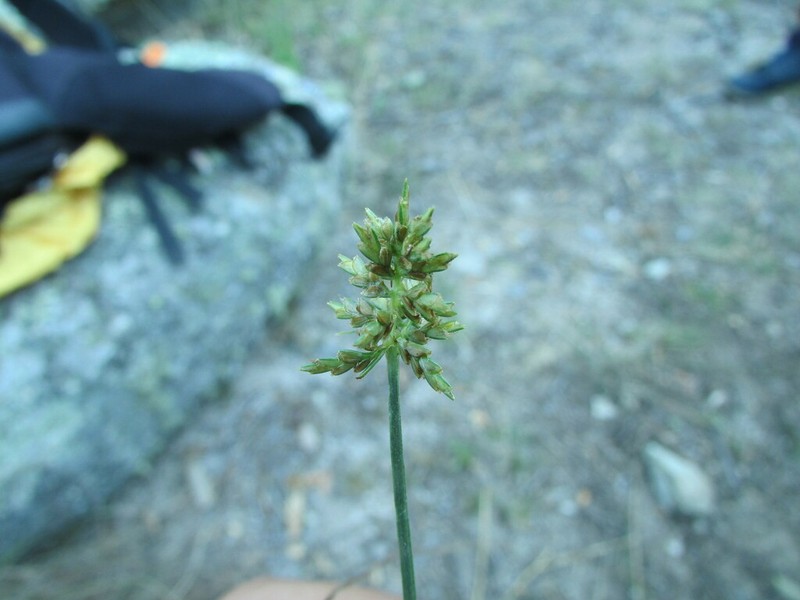 Spectacular Flatsedge photo 5