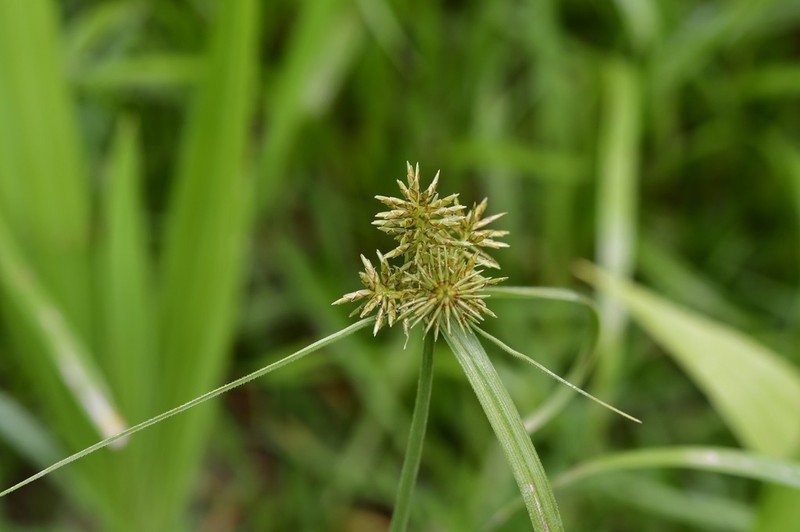 Spectacular Flatsedge photo 6