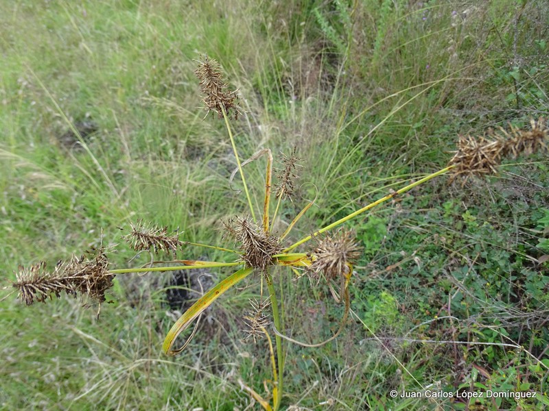 Spectacular Flatsedge photo 7