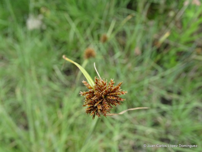 Spectacular Flatsedge photo 8