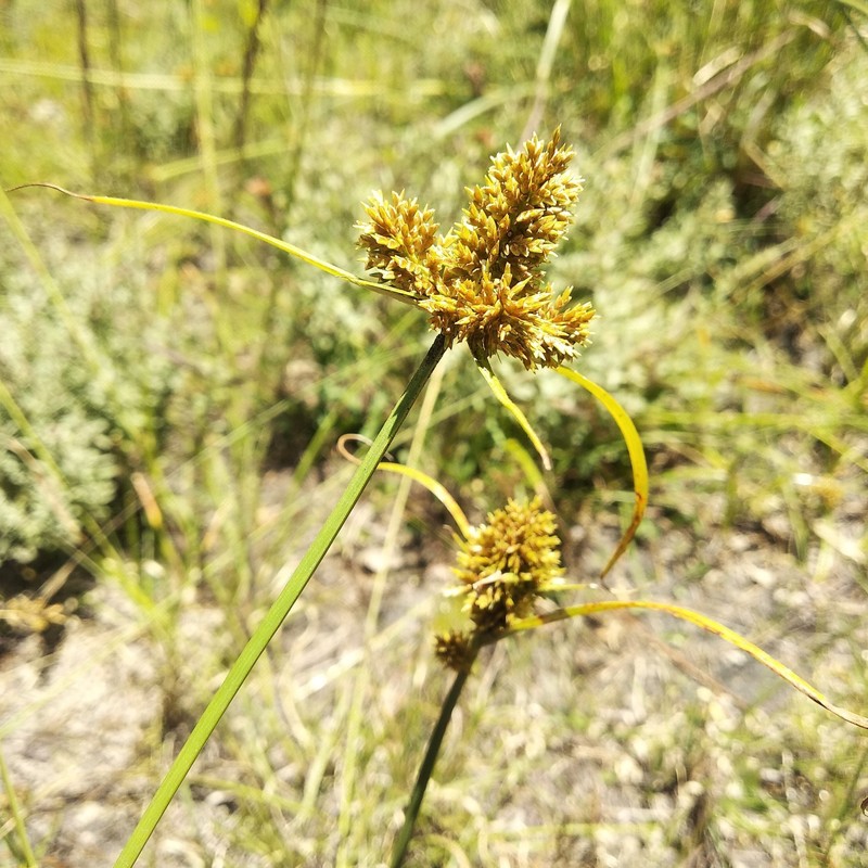 Cyperus manimae var. asperrimus photo 2