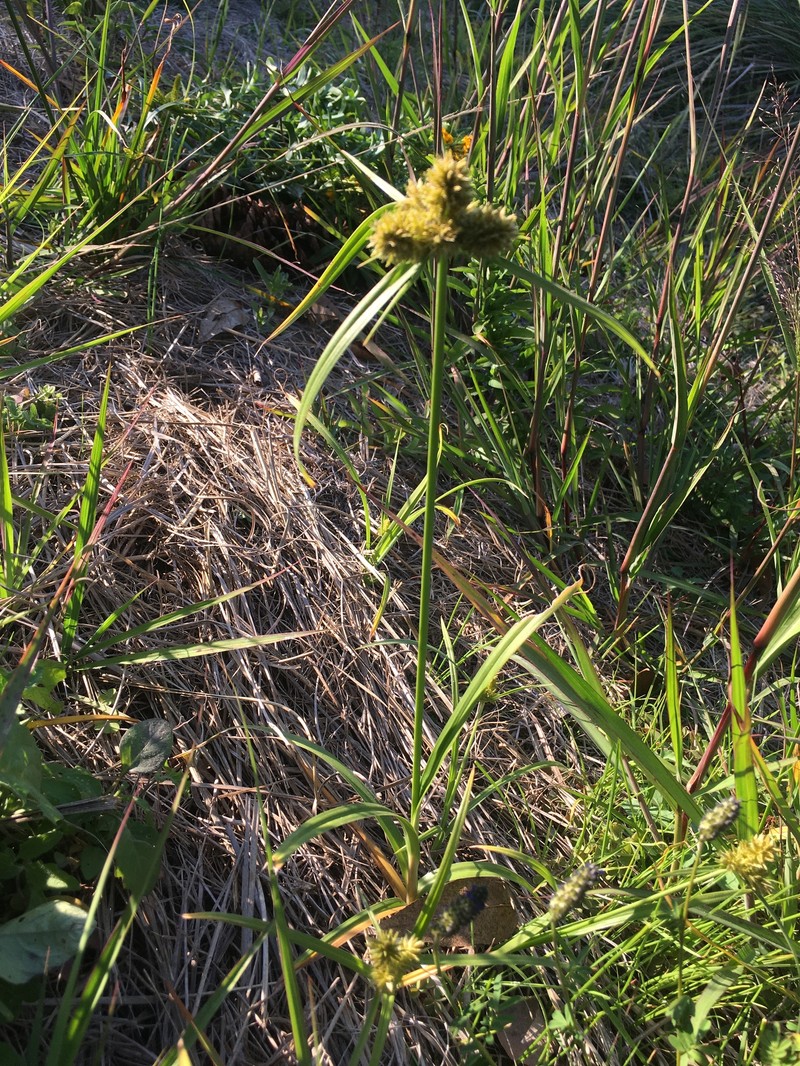 Cyperus manimae var. asperrimus photo 3