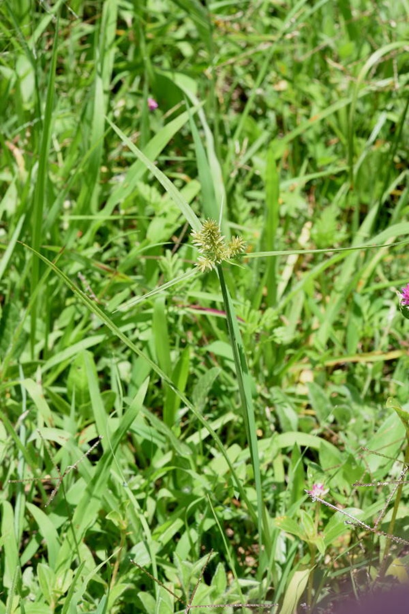 Cyperus manimae var. asperrimus photo 4
