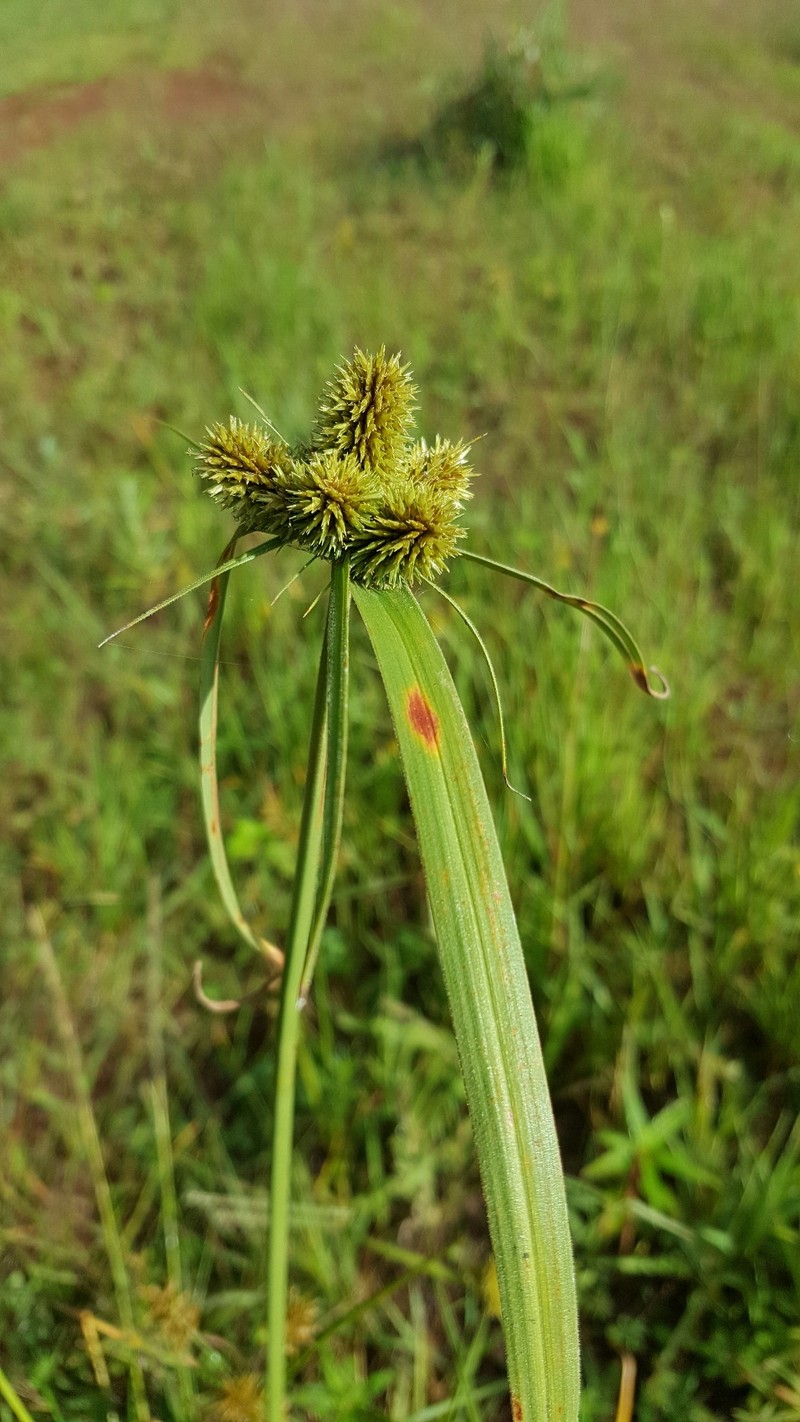 Cyperus manimae var. asperrimus photo 5
