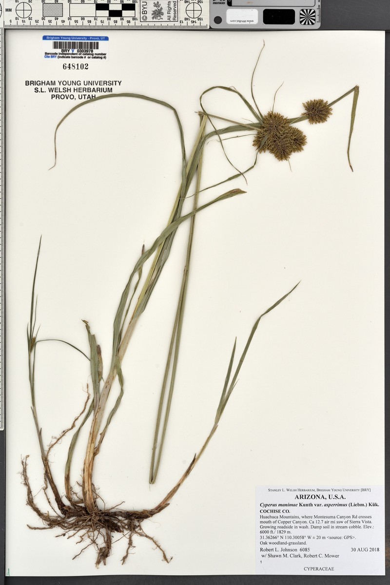 Cyperus manimae var. asperrimus photo 6