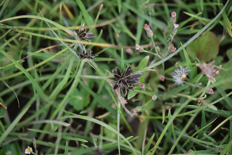Cyperus melanostachyus photo 2