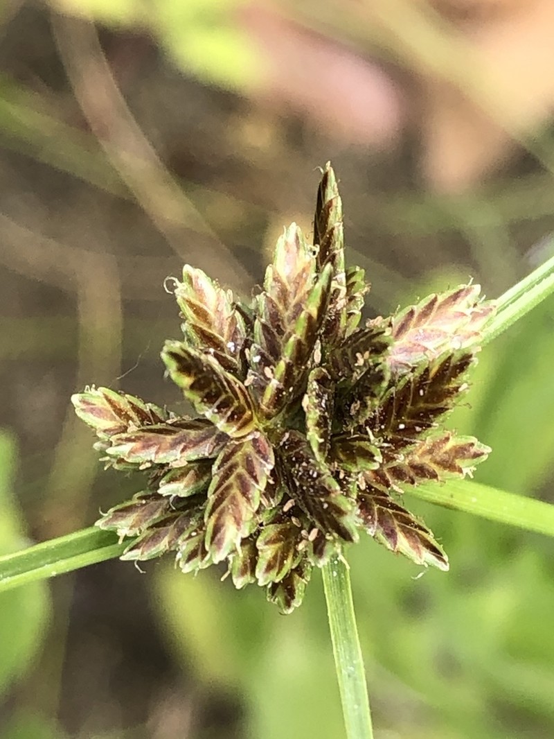 Cyperus melanostachyus photo 5