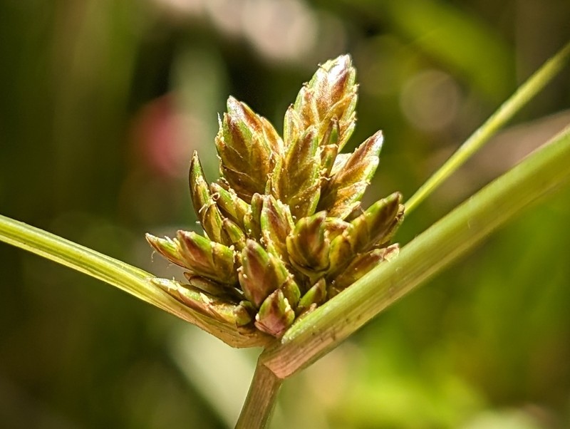 Cyperus melanostachyus photo 8