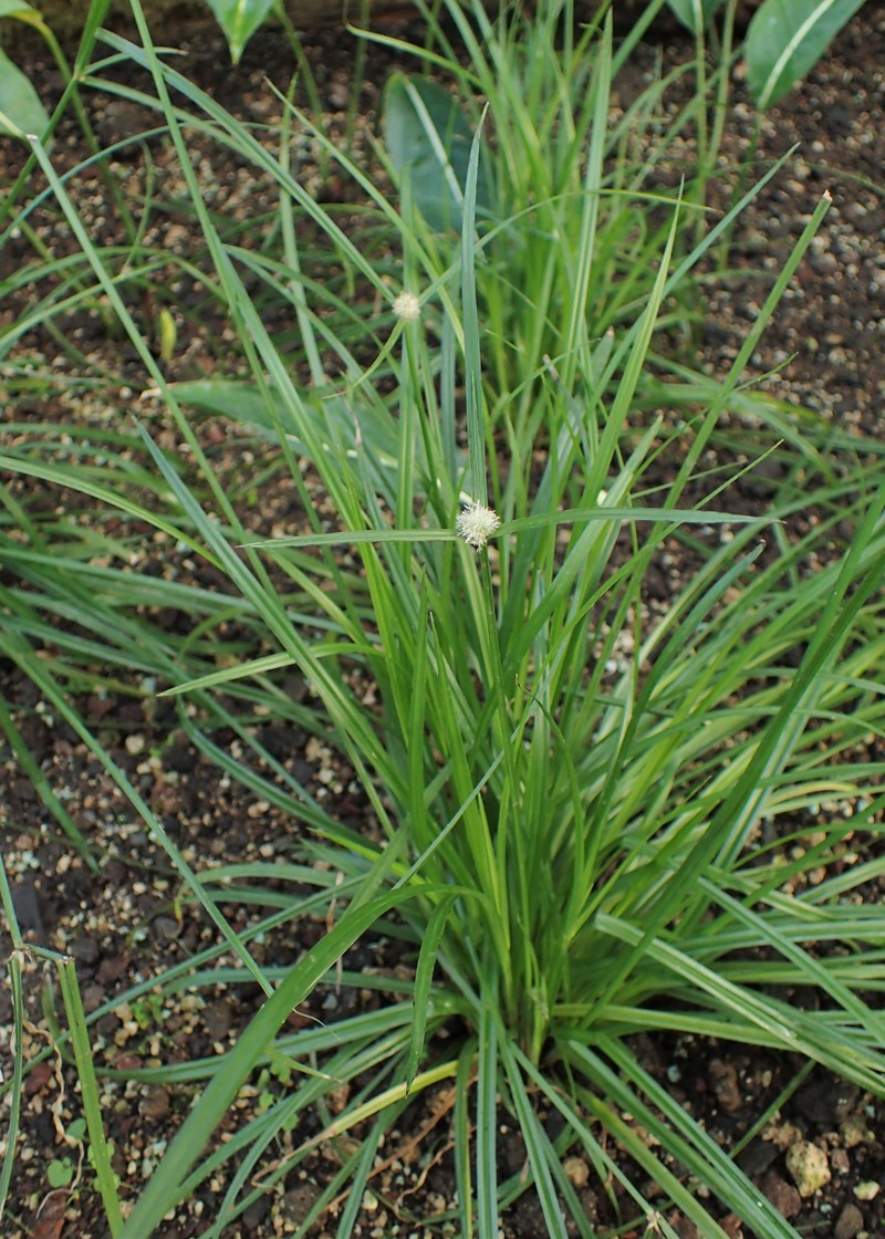 Whitehead Spikesedge