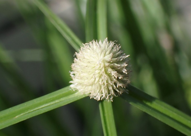 Whitehead Spikesedge photo 3