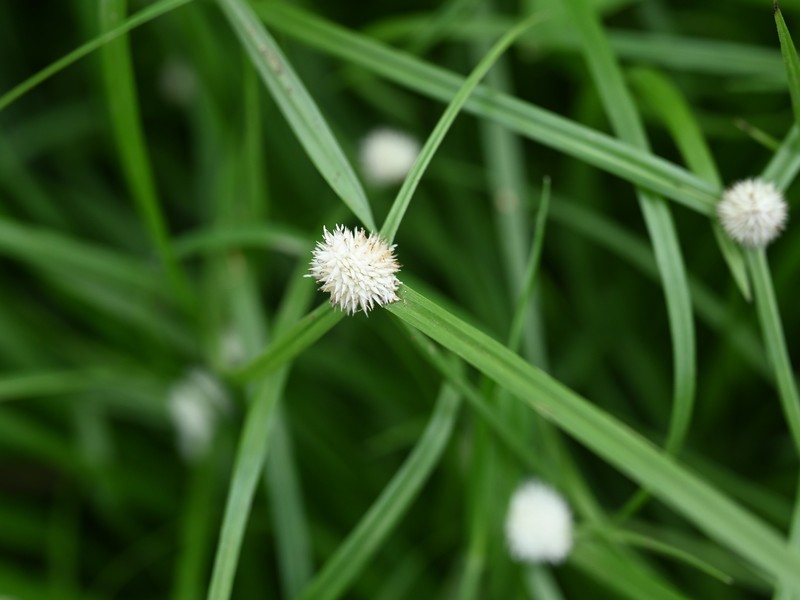 Whitehead Spikesedge photo 4