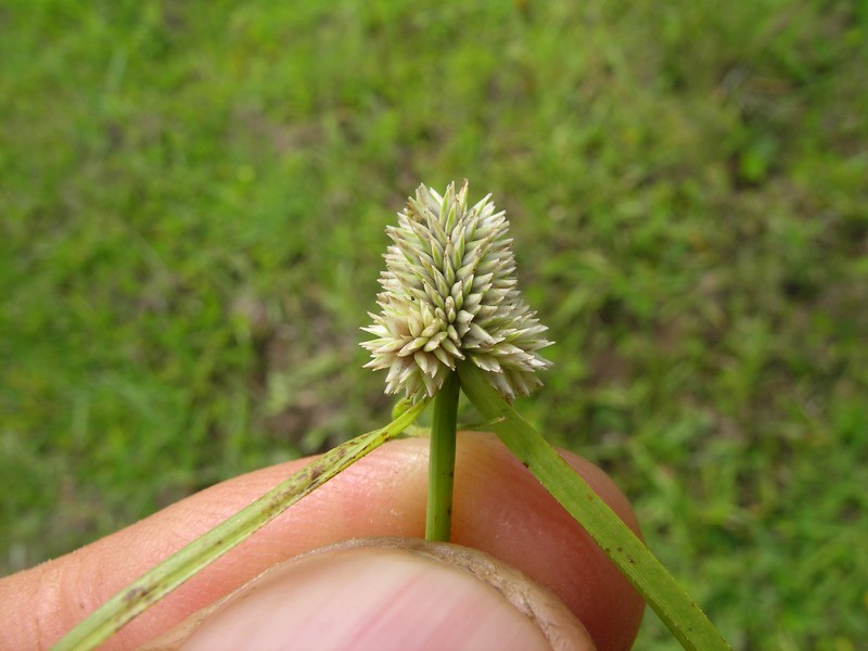 Whitehead Spikesedge photo 5