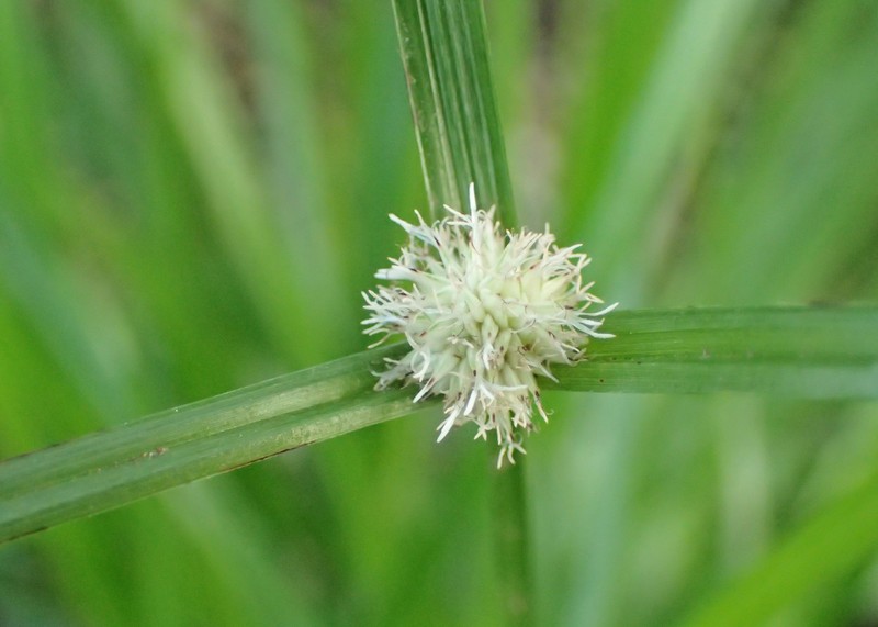 Whitehead Spikesedge photo 6
