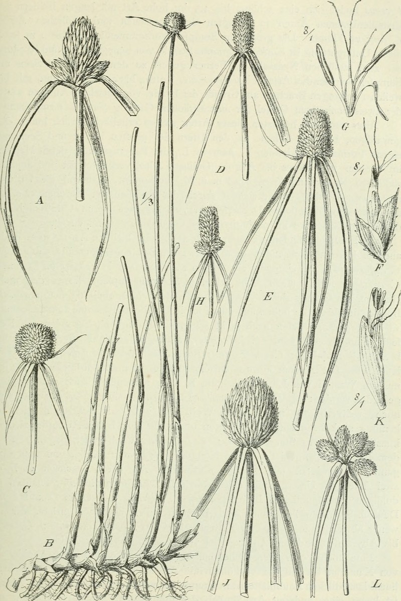 Whitehead Spikesedge photo 7