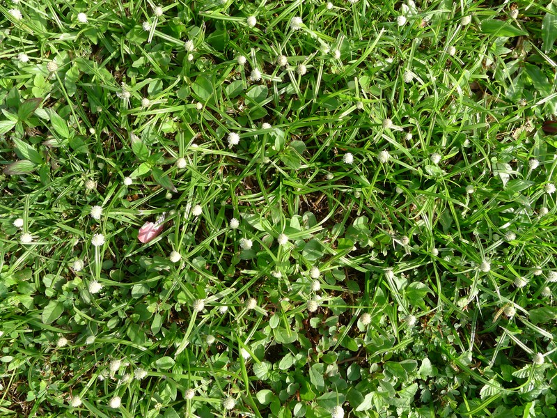 Whitehead Spikesedge photo 8