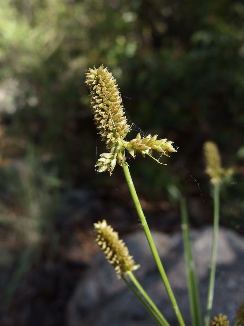 Mutis' Flatsedge