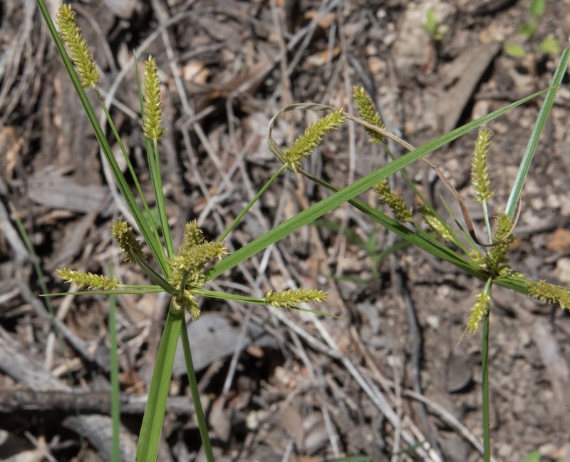 Mutis' Flatsedge photo 2