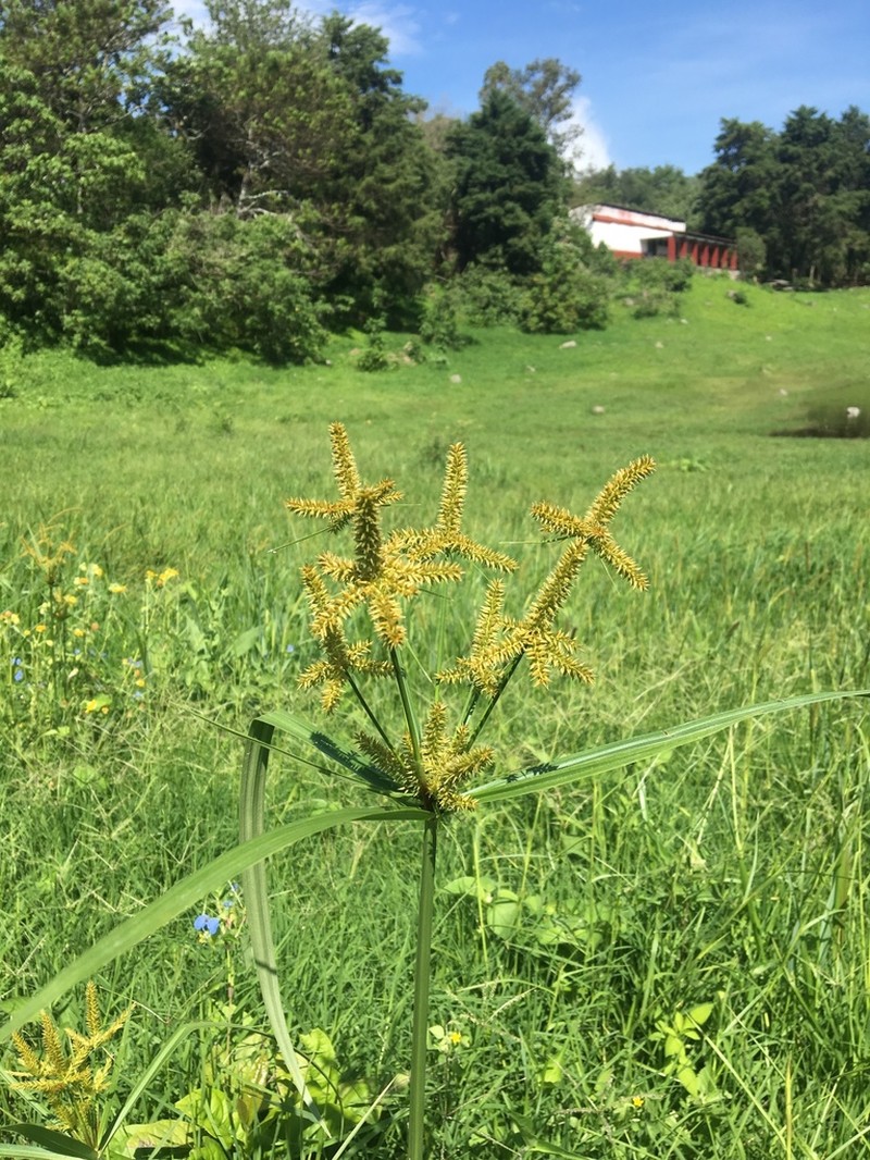 Mutis' Flatsedge photo 3