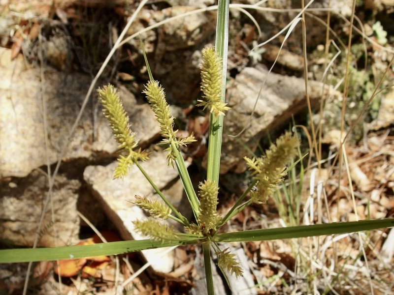 Mutis' Flatsedge photo 4