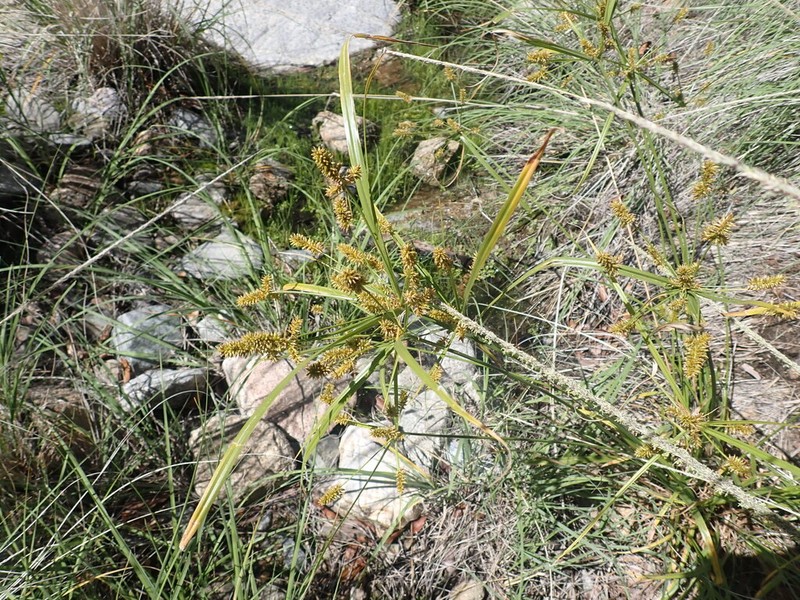 Mutis' Flatsedge photo 5