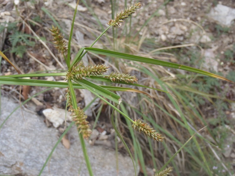 Mutis' Flatsedge photo 6