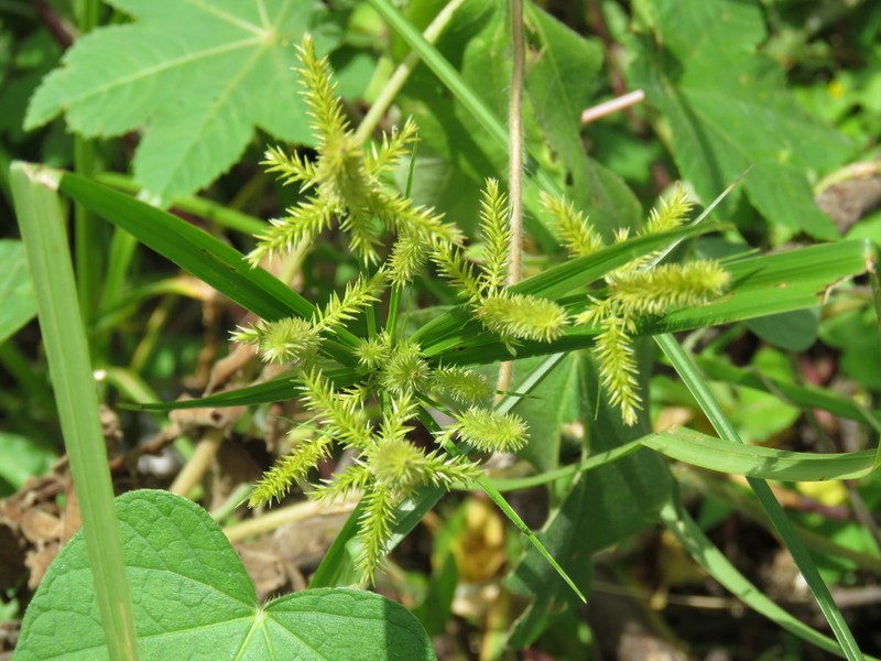 Mutis' Flatsedge photo 7