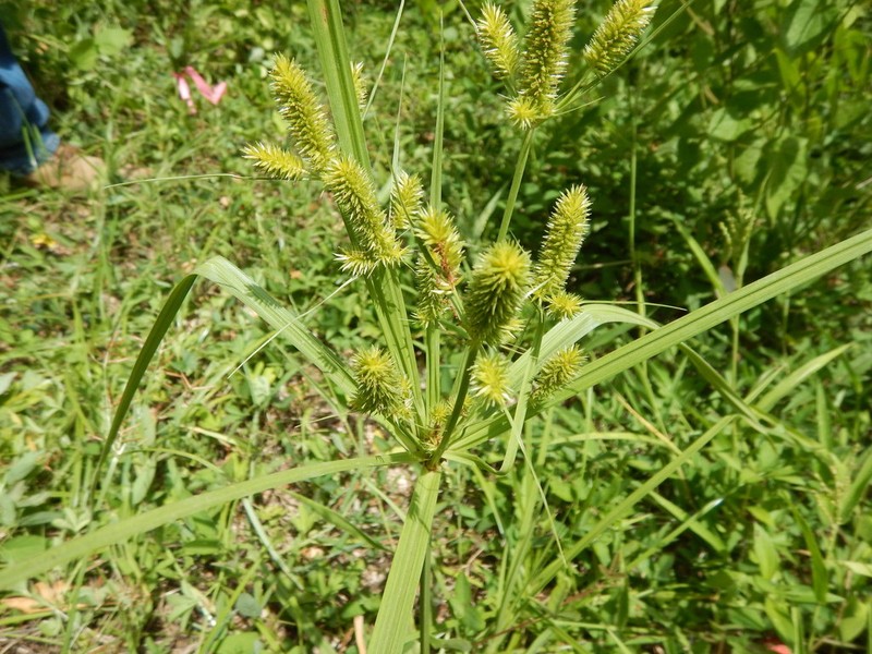 Mutis' Flatsedge photo 8